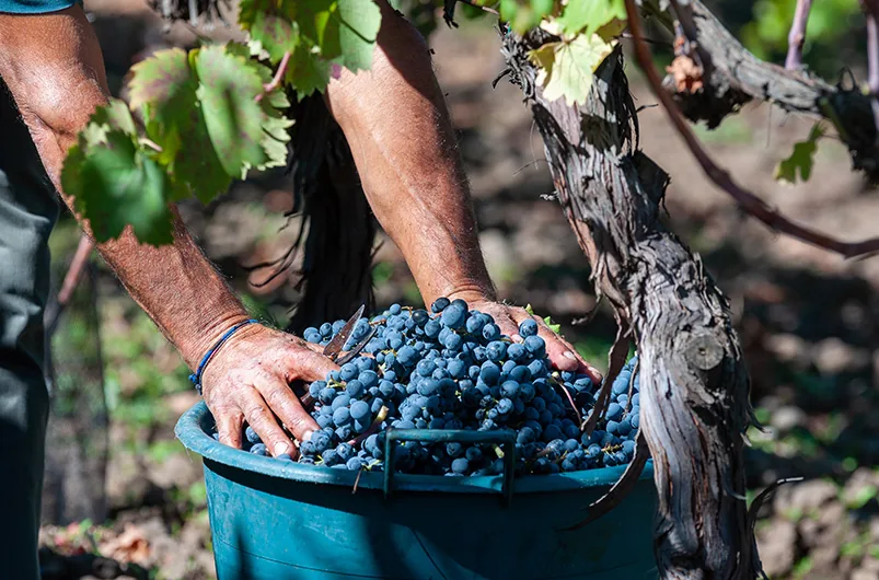 Randazzo Vendemmia1