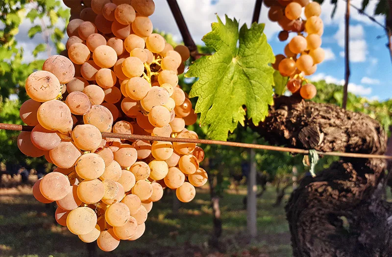 Randazzo Vendemmia2