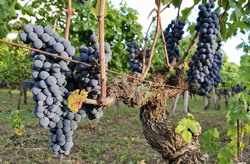 Randazzo Vendemmia3