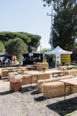 DSCF6534 683x1024 320x240